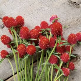 QIS Red, Gomphrena Seeds
